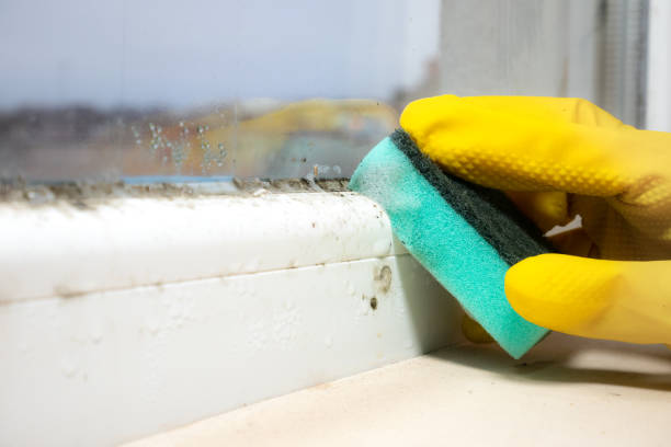 Best Attic Mold Removal  in Thomson, GA