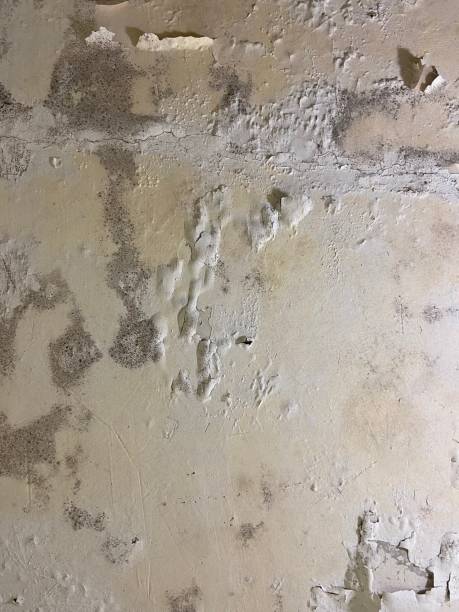 Best Home Mold Removal  in Thomson, GA
